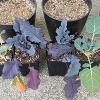 コールラビの画像