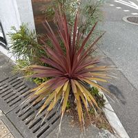 コルジリネ レッドスターの画像