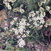 ニラ,マイガーデン,手作りの庭,野菜の花,花のある暮らしの画像