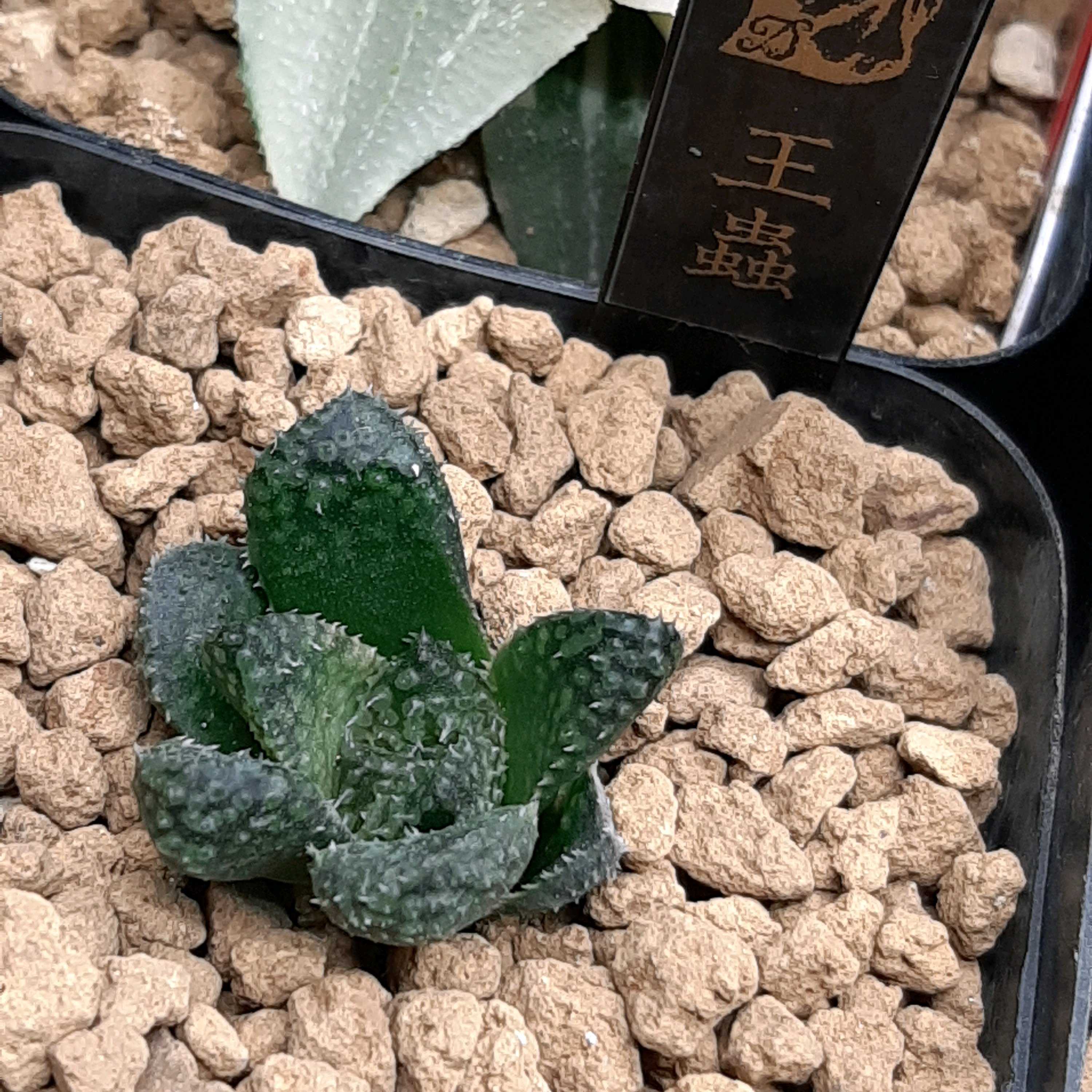 ハオルチア王蟲の一覧｜🍀GreenSnap（グリーンスナップ）