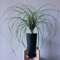 トックリラン,ノリナ,トックリラン(ポニーテール),観葉植物,コーデックスの画像