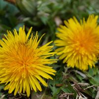 タンポポ,頭花,黄色い花,多年草,マクロ撮影の画像