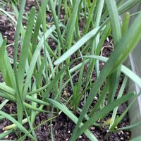 ニラ,多年草,プランター栽培,今日のお花,野菜栽培の画像