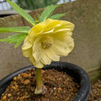 花のある暮らし,今日のお花,花いろいろ,おうち園芸,棚の画像