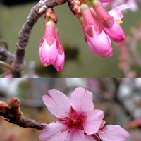 ムスカリ,火祭り,黄梅,玉綴り,玄海ツツジの画像