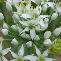 ニラ,ビオラ,我が家の畑,今日のお花,チーム新潟の画像