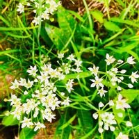 ニラ,にらの花,復興祈願,今日のお花,世界平和の画像