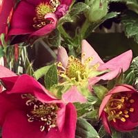 イチゴ,ガーデンストロベリーの画像