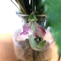 水挿し,花のある暮らし,緑のある暮らしの画像