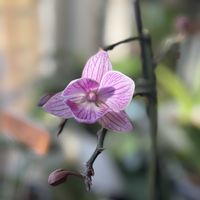 胡蝶蘭,mini orchid,花のある暮らし,ガーデニング初心者,胡蝶蘭好きの画像