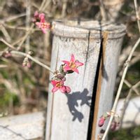 オウバイ,オウバイ,黄梅,ウグイスカグラ,ウグイスカグラの画像