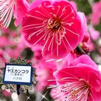 ハナニラ,ウメ,ニラ,桃源郷,紅梅の画像