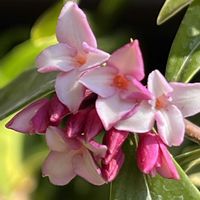 ジンチョウゲ,花言葉,良い香り,玄関先,有毒植物の画像