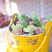 寄せ植え,セダム属,かわいいな♡,植物のある暮らし,おうち園芸の画像