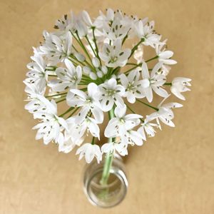 アリウム,切り花,花のある暮らしの画像