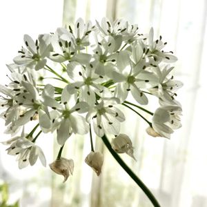 アリウム,切り花,花のある暮らしの画像