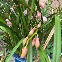 シンビジウム,花のある暮らし,ビンクの花♡,玄関の画像