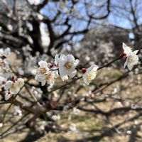 枝垂れ梅,南高梅,公園,畑の画像