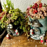 ｵｼﾞｿﾞｰﾀﾝ,寄せ植え,多肉植物,多肉植物寄せ植え,普及種の画像