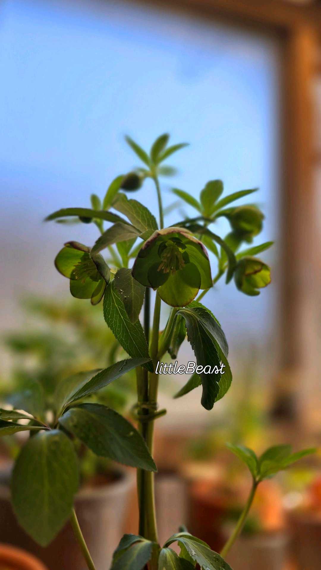 クリスマスローズ リトルビーストの一覧｜🍀GreenSnap（グリーンスナップ）