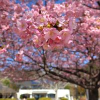 河津桜,ハクモクレン,カワズザクラ, 梅の花,公園散歩の画像