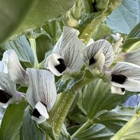 ソラマメ,ソラマメの花,マメ科,青空,お野菜の画像