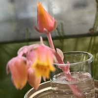 エケベリア,多肉植物の花芽,多肉植物の花芽,花芽cut,花芽cutの画像