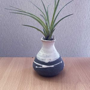 チランジア,エアプランツ,一輪挿し,信楽焼,iPhone撮影の画像