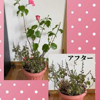 ハイビスカス,パンジー,花のある暮らし,お花大好き♡,ピンクワールドへ ようこその画像
