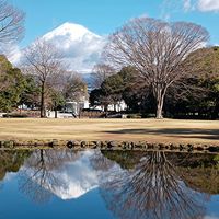 ハクモクレン,ハクモクレン（白木蓮）, 富士山,富士山,街路樹の画像