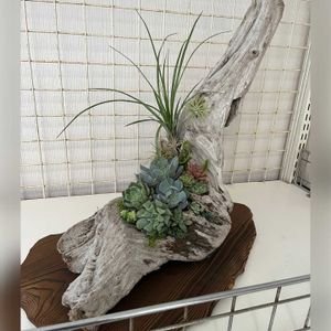 多肉植物寄せ植え,多肉寄せ植え,流木,癒し,職場の画像