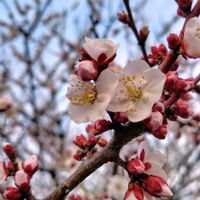 アンズ,ネタ切れ,早朝ウォーキング,お出かけ先の画像