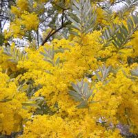 ミモザ,青空,花のある暮らし,今日のお花の画像