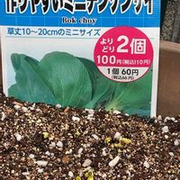 ミニチンゲンサイ,ダイソーの種,家庭菜園,玄関アプローチの画像