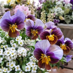 ビオラ,フロステッド チョコレート,ベランダガーデン,花のある暮らし,ビオラ・パンジーの画像