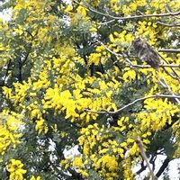 ミモザ,散歩,花のある暮らし,スマホ撮影,今日のお花の画像