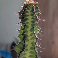 多肉植物,ユーフォルビア,珍奇植物,植物のある暮らし,植中毒の画像