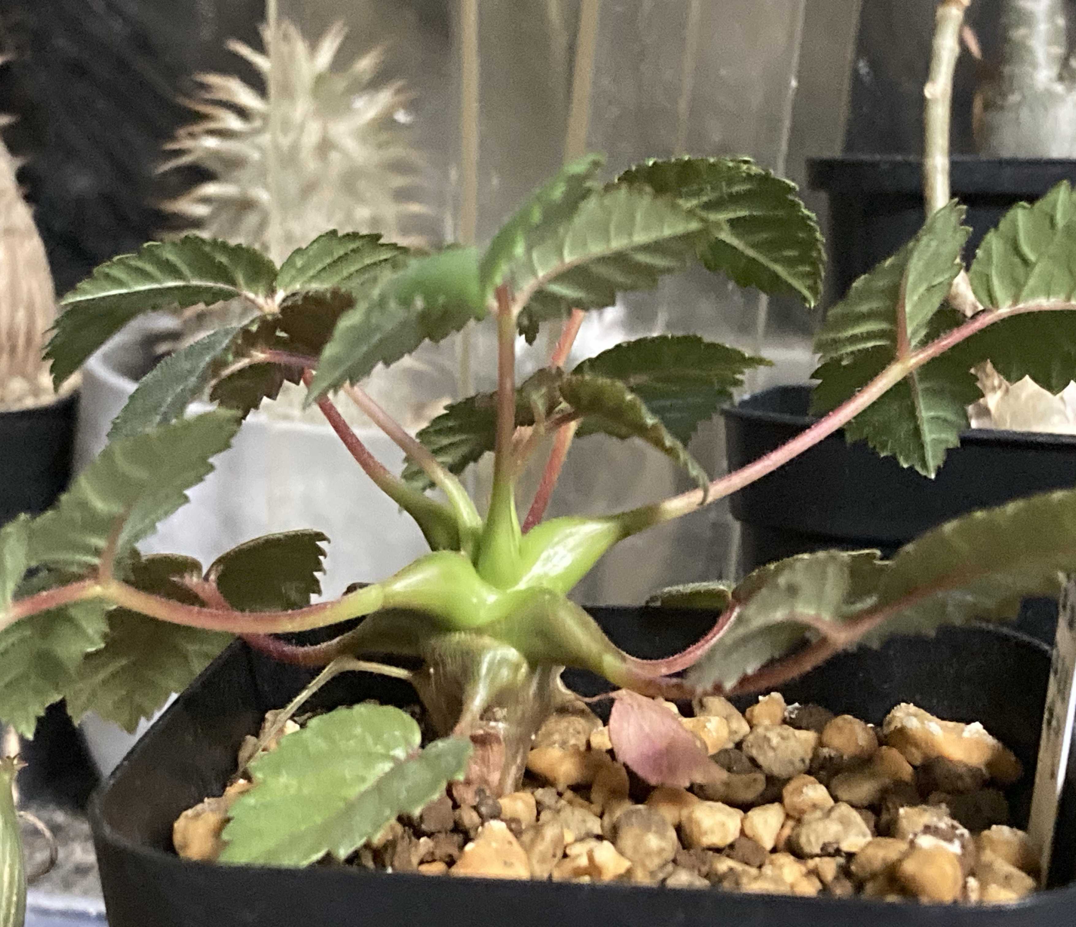ベイセリア メキシカーナの一覧｜🍀GreenSnap（グリーンスナップ）