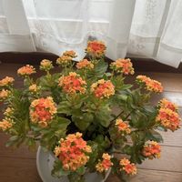 鉢植え,花のある暮らし,お花大好き❤,窓辺,小さな庭の画像