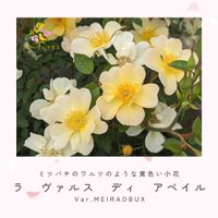 バラ、薔薇、ばら,バラ　ラ ヴァルス ディ アベイル,鉢植え,黄色い花,小花の画像