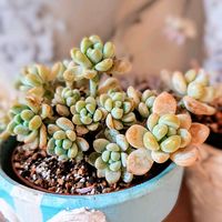 天使の雫,ロッティ,多肉植物,玄関内側の画像