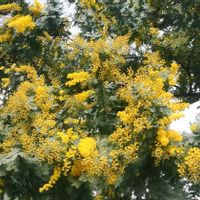ミモザ,ミモザアカシア,マメ科,季節の花,今日のお花の画像