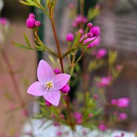 ボロニア・ピナータ,鉢植え,明るい日陰,プランター,ガーデニング初心者の画像