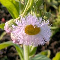 オオイヌノフグリ,ツクシ,ハルジオン,ムクドリ,ムラサキツメクサの画像