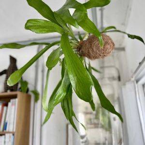 コウモリラン,ビカクシダ,ビカクシダ ネザーランド,観葉植物,苔玉の画像