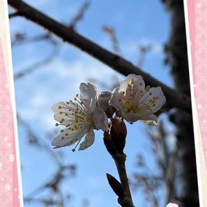 サクランボ,生命力,花芽,開花,復活の画像