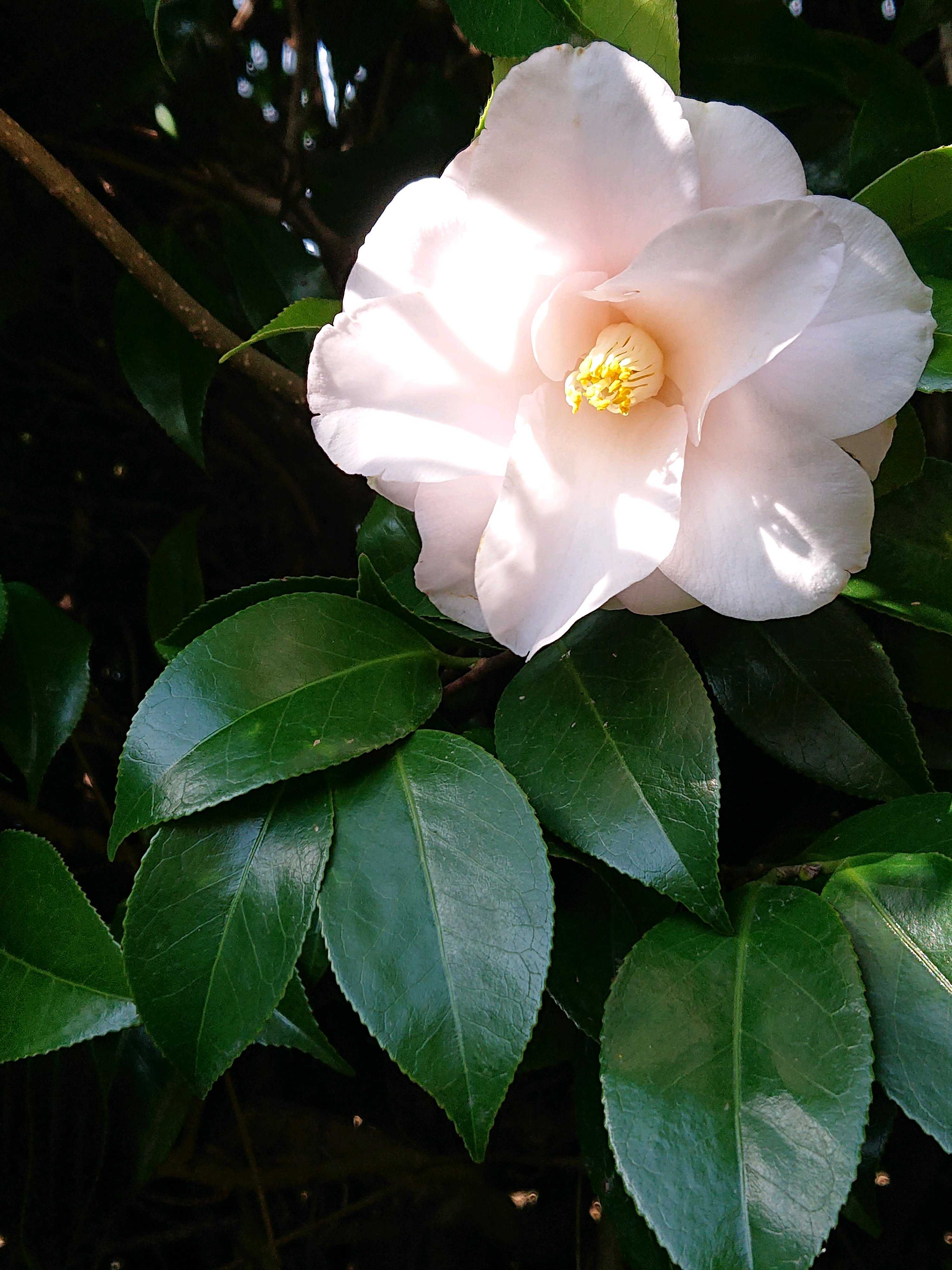 羽衣　椿 埼玉県花と緑の振興センターにて（6） 椿（羽衣、横川絞、加茂