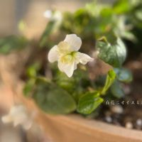 ニオイスミレ,小さな幸せ♡,ありがとう♡,ハーブ・midori,白花ニオイスミレ・midoriの画像