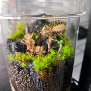 苔テラリウムの画像