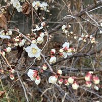 大根,梅の花,芽キャベツ,ブロッコリーの脇芽,畑の画像